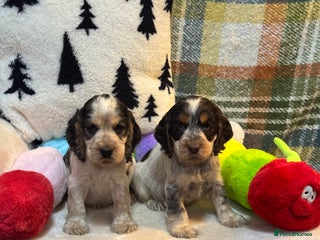 Cocker Spaniel dogs 4 gorgeous show type cocker spaniel dna clear - Advert 6