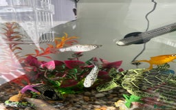 Mollies fish for sale: Dalmatian mollies, tropical fish  - Image 3
