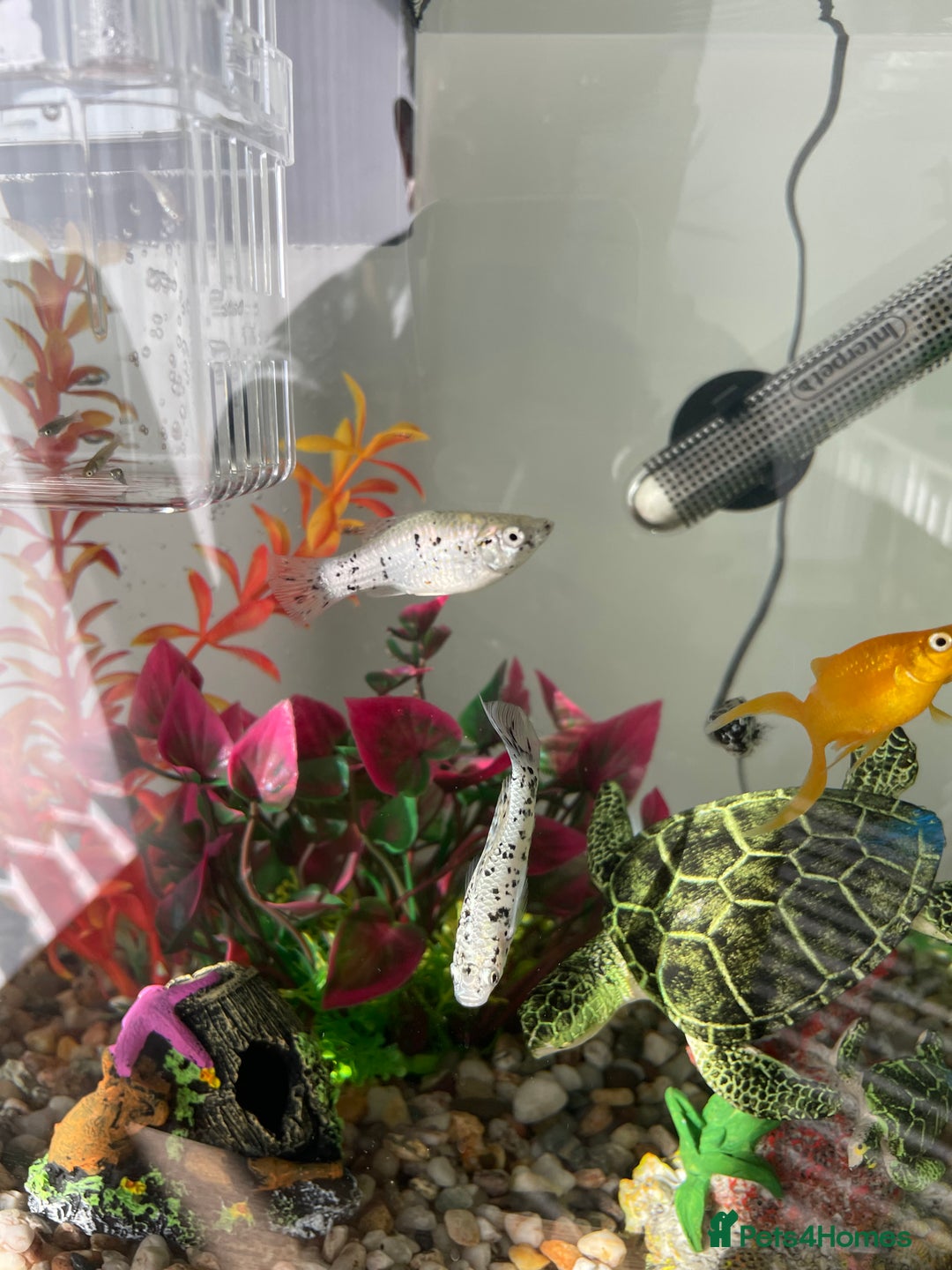 Mollies fish for sale: Dalmatian mollies, tropical fish  - Image 3