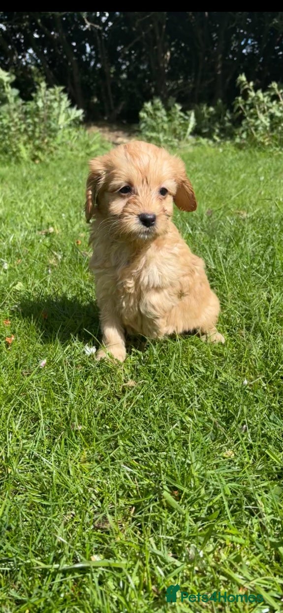 Cockapoo dogs F1 cockapoo puppies - Advert 14
