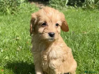 Cockapoo dogs F1 cockapoo puppies - Advert 1