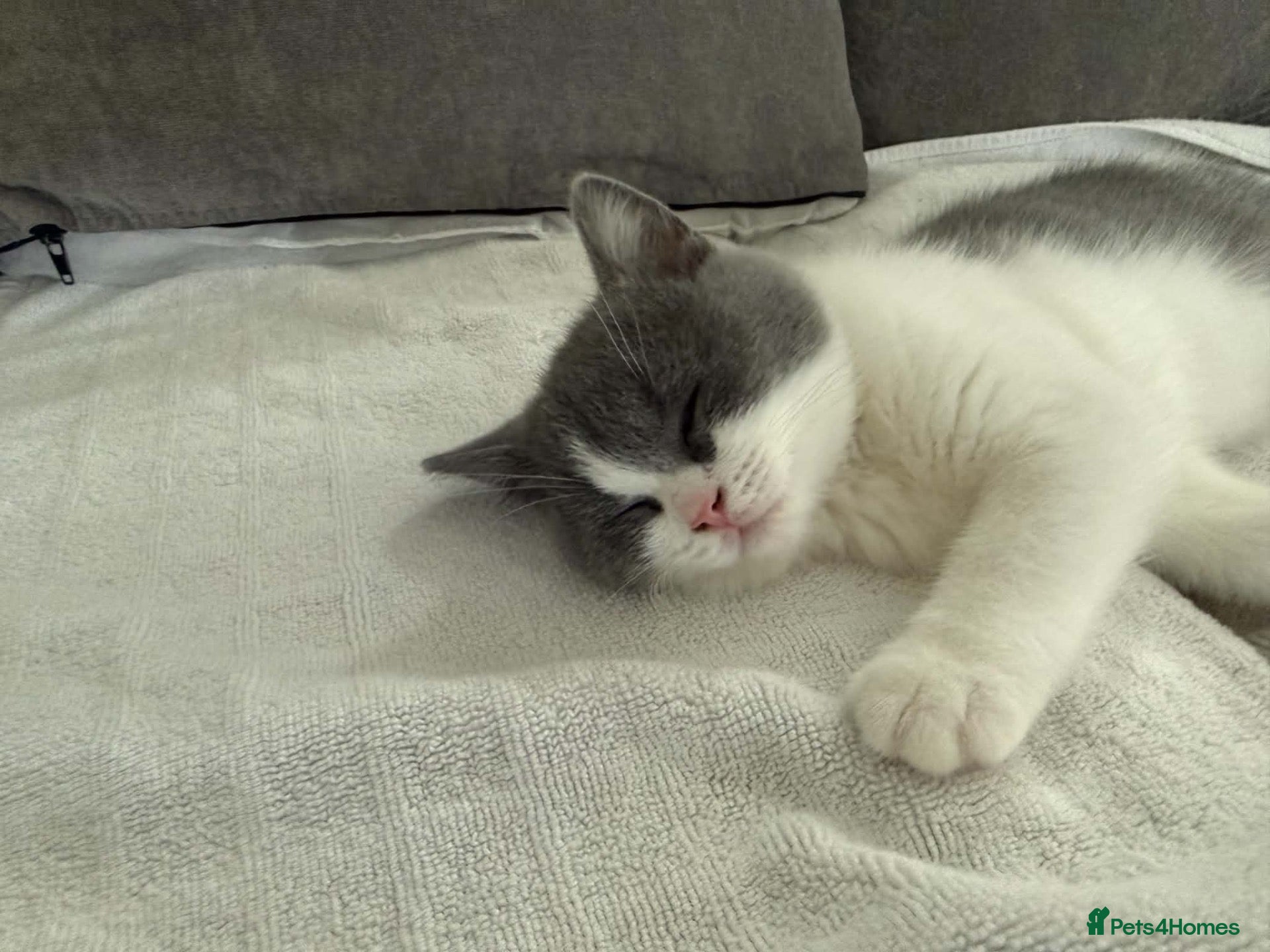 British Shorthair cats Champion bred blue-white bi colour 🌟  - Advert 2