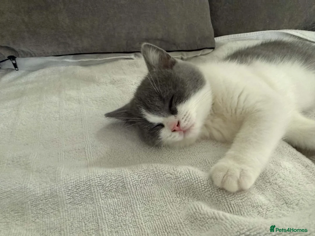 British Shorthair cats for sale: Champion bred blue-white bi colour 🌟  - Advert 2