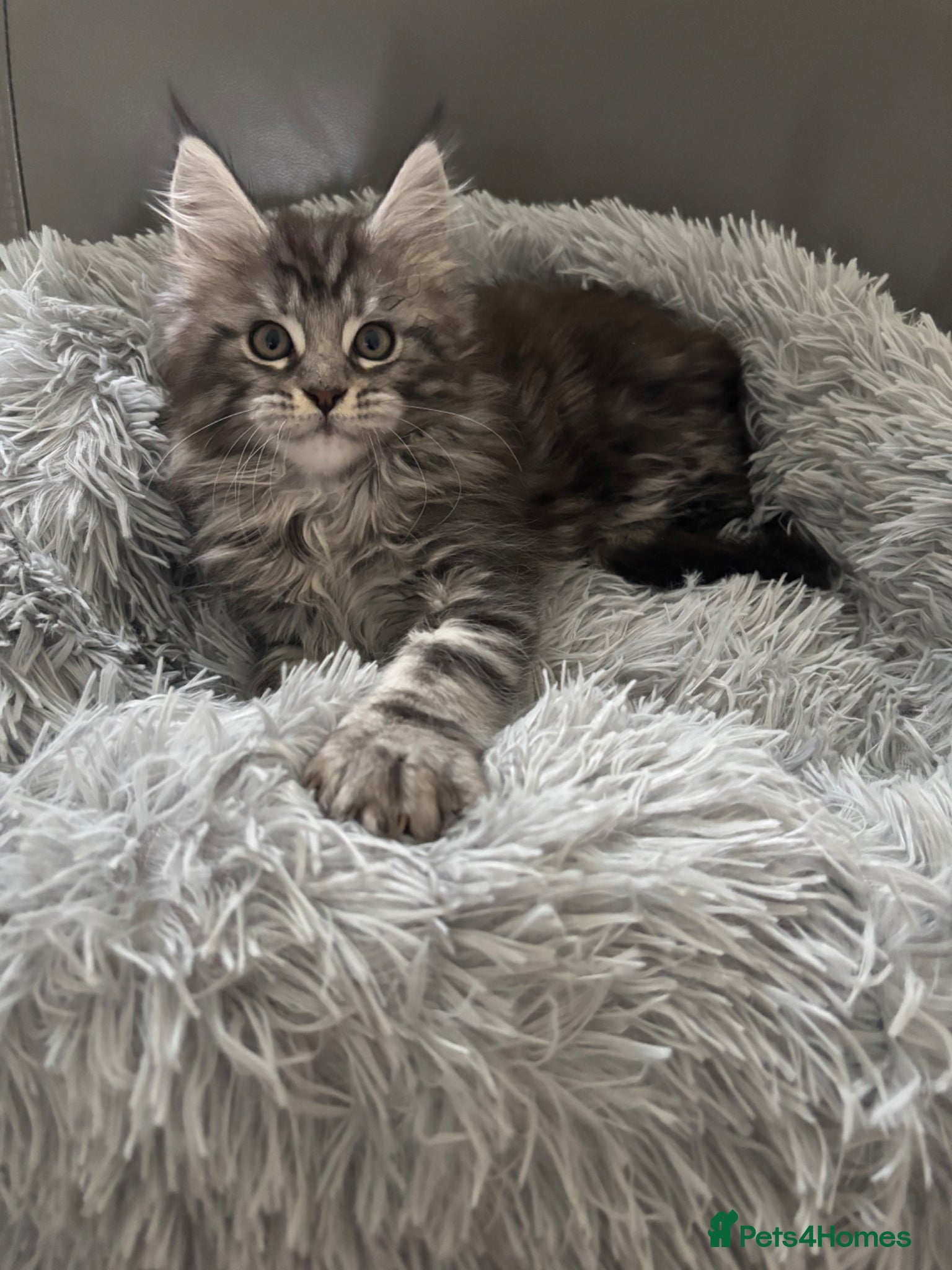 Maine Coon cats Only 1 Left, TICA Registered Maine Coon. Ready 9th - Advert 17