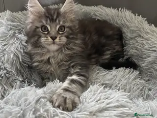 Maine Coon cats Only 1 Left, TICA Registered Maine Coon. Ready 9th - Advert 17