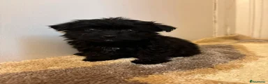 Pomeranian 2