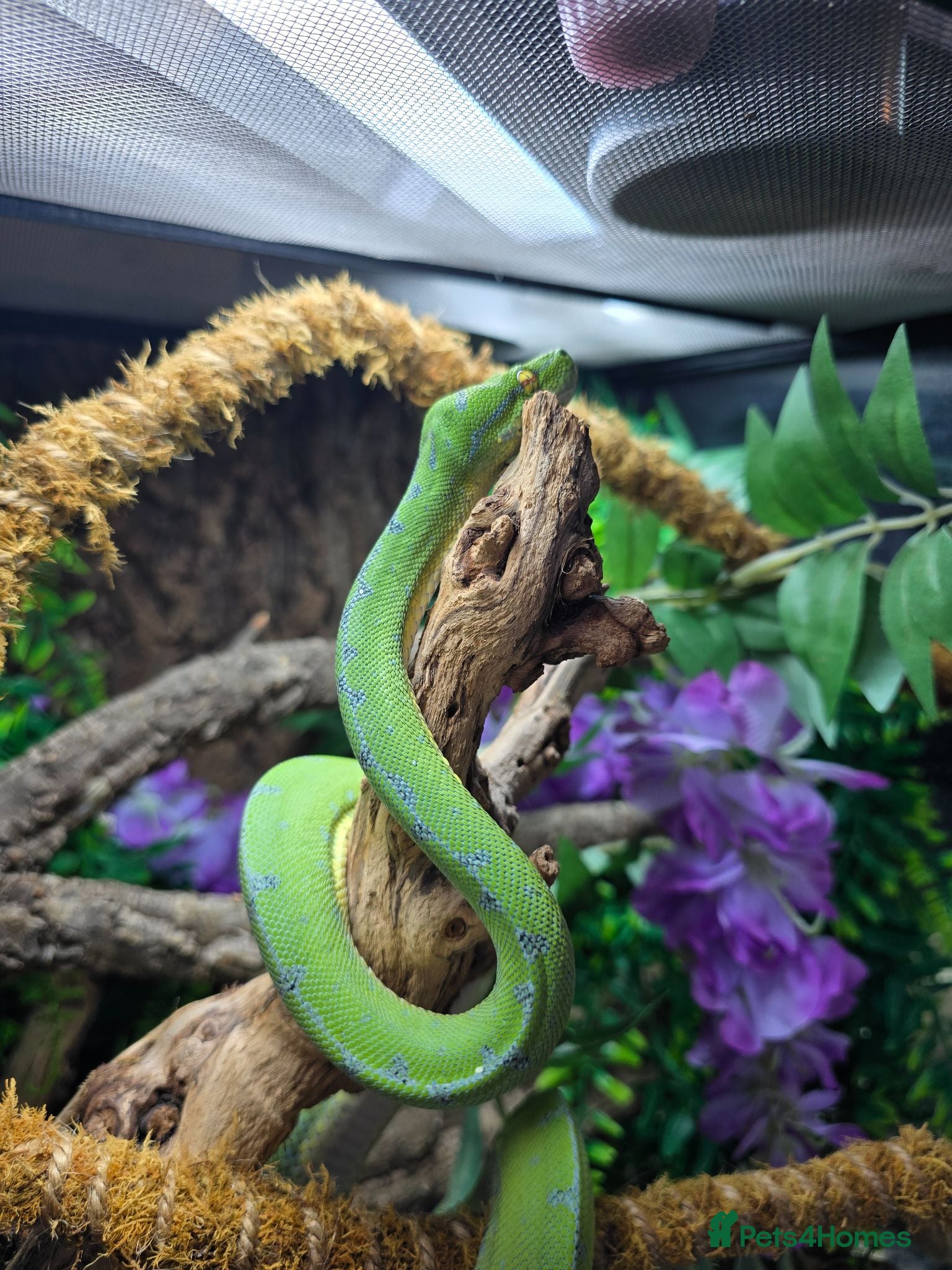 Python Snake reptiles Green tree python - Advert 2