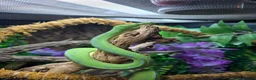 Python Snake reptiles for sale: Green tree python - Advert 2