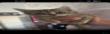 Mixed Breed Kitten 5