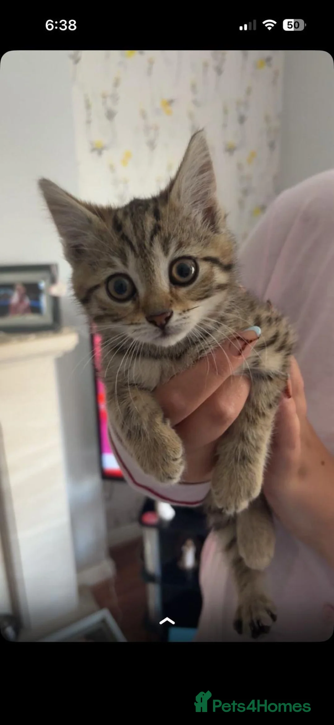 Mixed Breed cats for sale: 💕Simply Stunning Babies ready to leave💕 - Advert 7