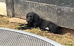 Labradoodle dogs for sale: Labradoodle  - Image 17