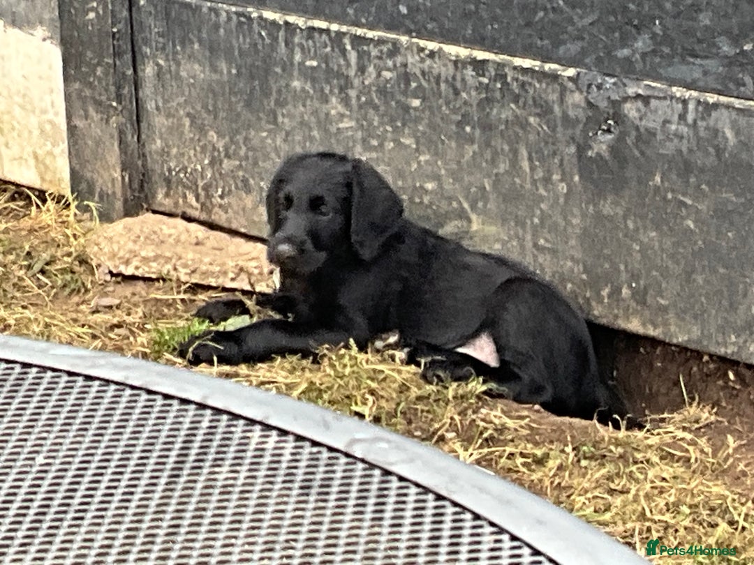 Labradoodle dogs for sale: Labradoodle  - Image 17