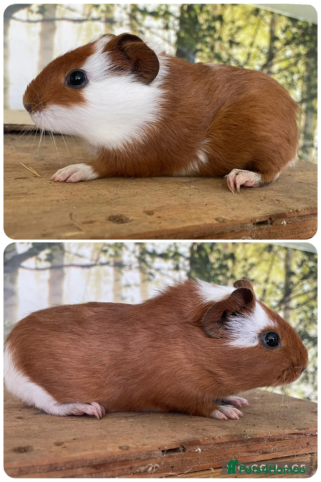 Guinea Pig rodents for sale: Baby sow guinea pigs  - Advert 2