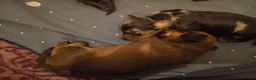 Miniature Dachshund dogs for sale: Miniature dachshunds - Advert 6