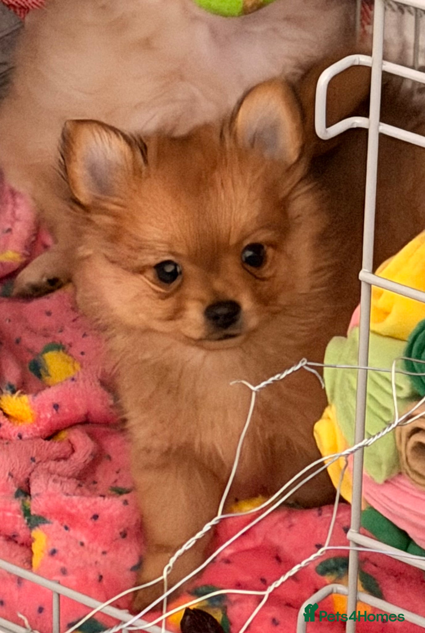 Pomchi dogs Adorable Pomchi Pup - Advert 1