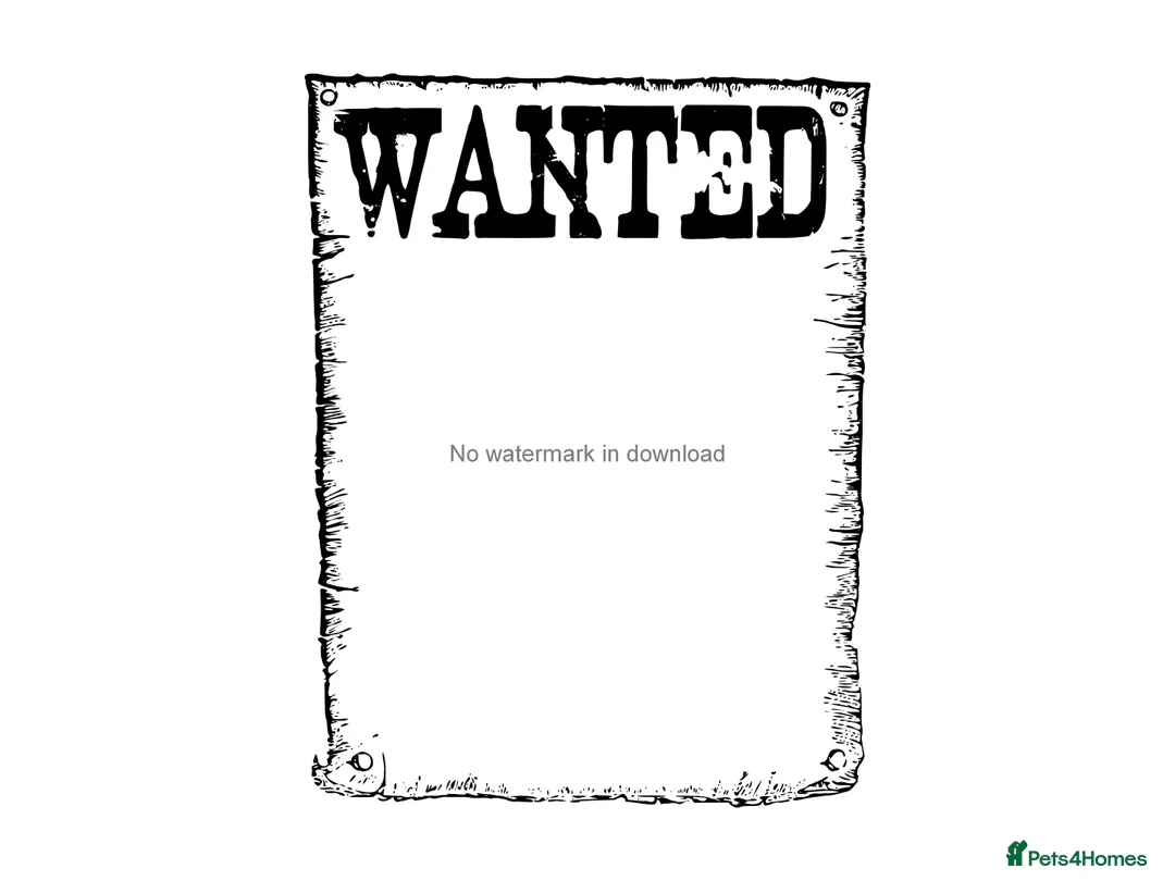 Cockapoo dogs for sale: WANTED COCKERPOO - Image 1