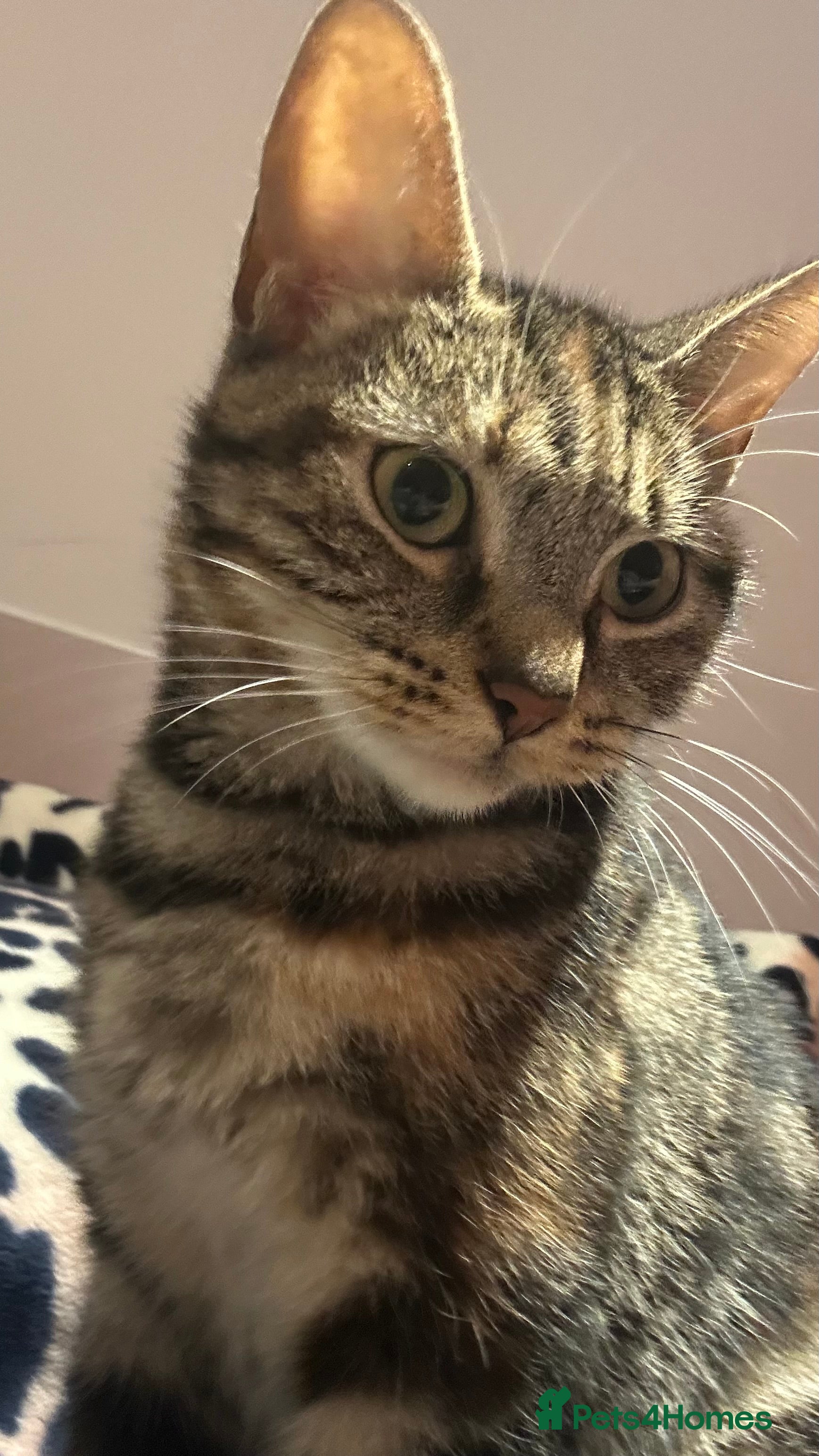 Bengal cats Ella  - Advert 1