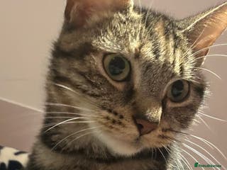 Bengal cats Ella - Advert 4