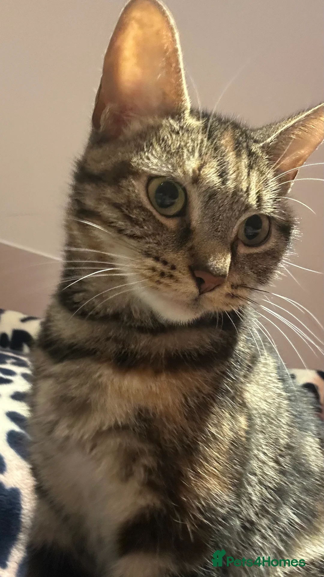 Bengal cats for sale: Ella  - Advert 1