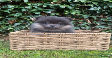 Pomeranian dogs - Advert 9