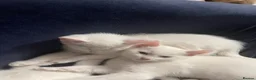 Mixed Breed cats for sale: Małe  - Advert 3