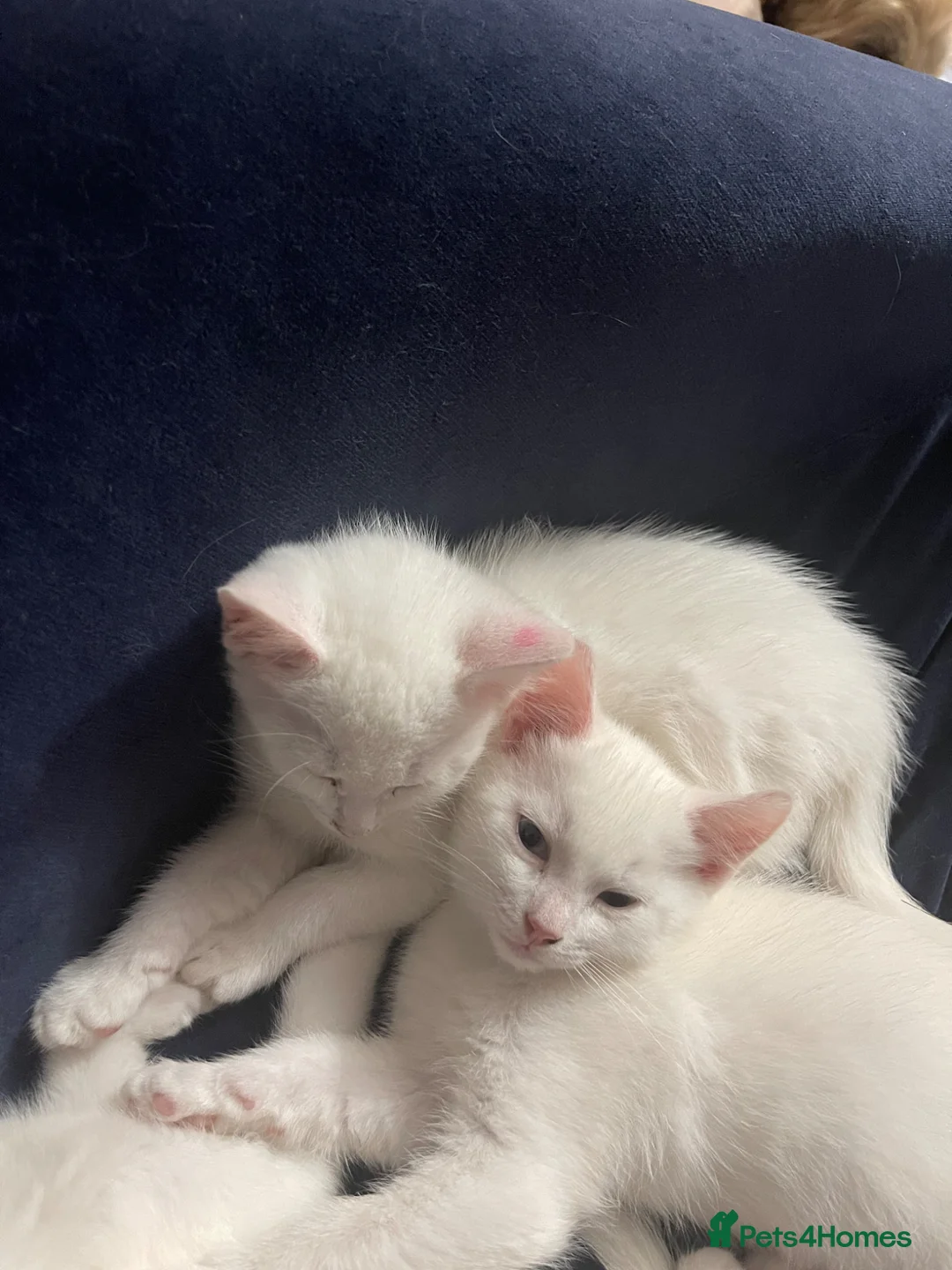 Mixed Breed cats for sale: Małe  - Advert 3