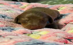 Miniature Dachshund dogs for sale: Long haired miniature dachshund litter  - Image 2