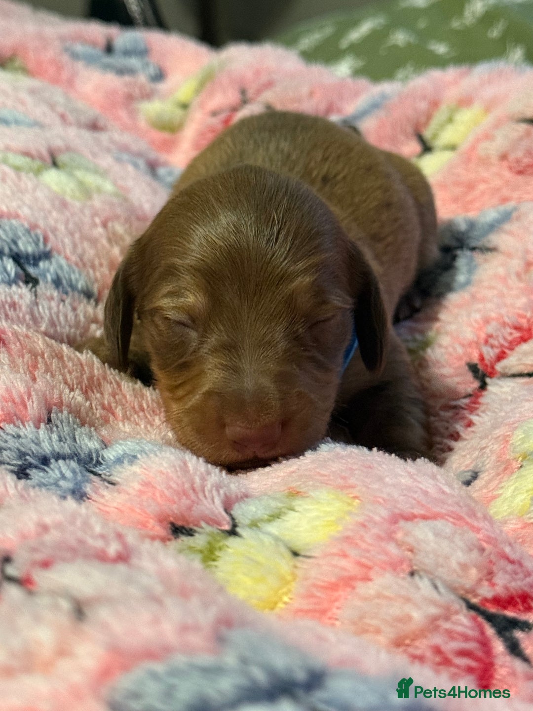 Miniature Dachshund dogs for sale: Long haired miniature dachshund litter  - Image 2