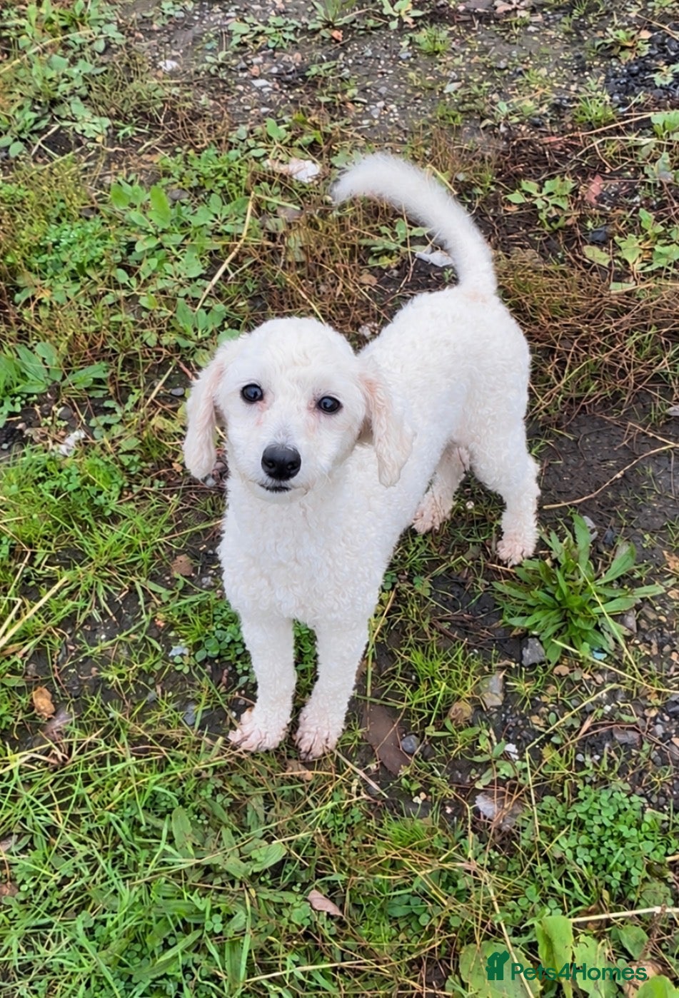 Cavapoo dogs for sale: Beautiful cavapoo puppy puppies apricot red F1 - Advert 8