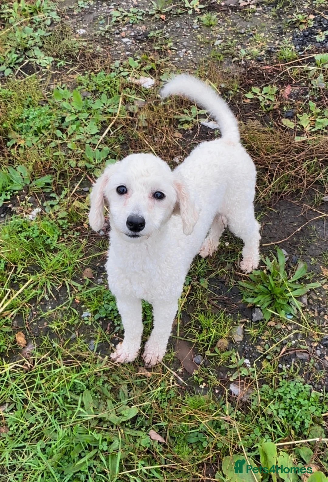 Cavapoo dogs for sale: Beautiful cavapoo puppy puppies apricot red F1 - Advert 1