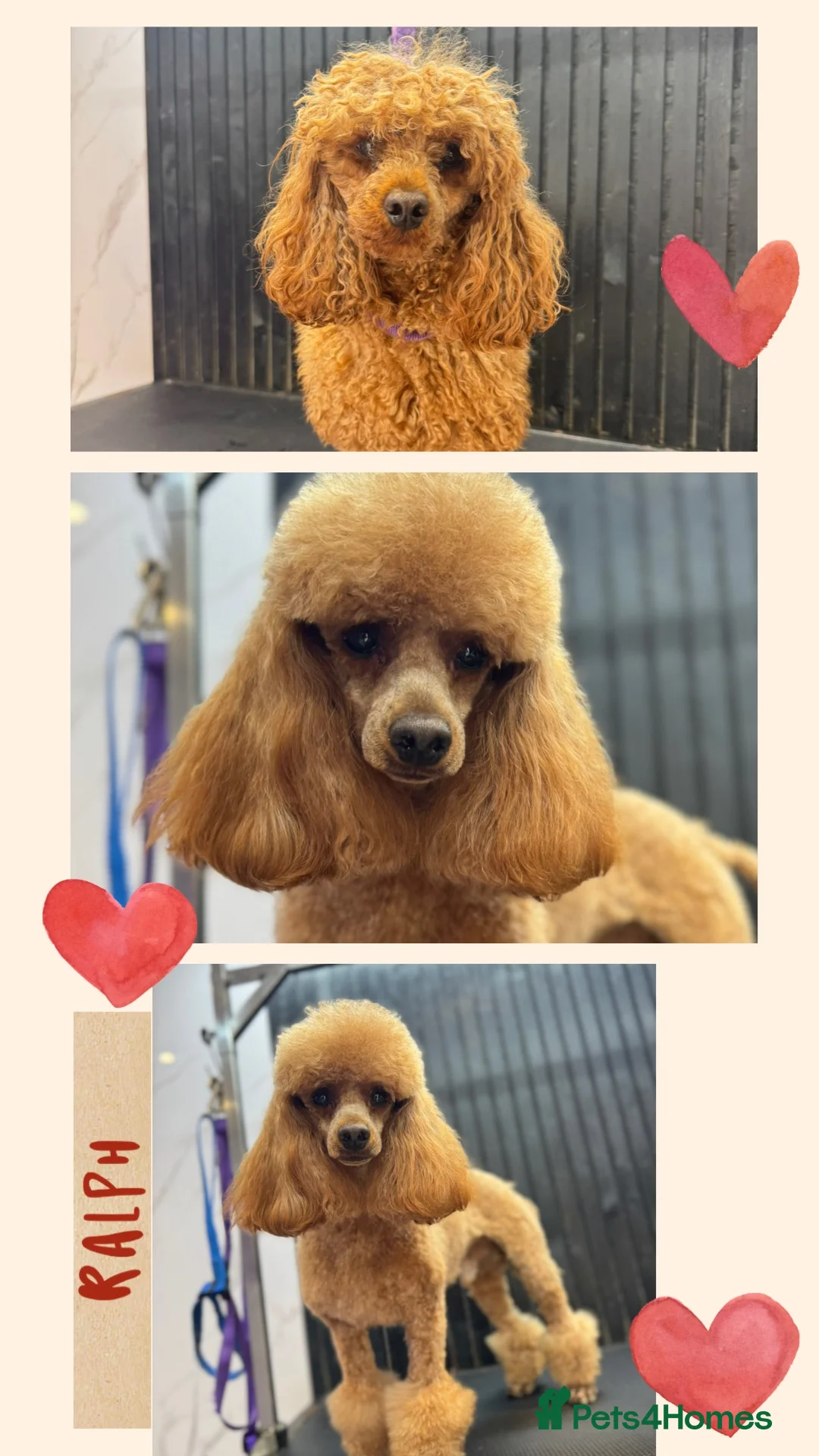 Toy Poodle dogs for stud: Stud only - Advert 1
