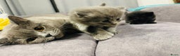 British Shorthair cats for sale: 🌟Gorgeous Male British Shorthair Kitten 🌟 - Advert 15