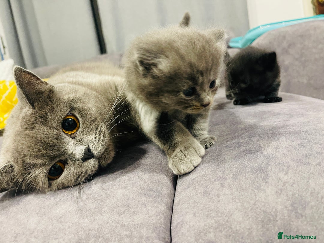 British Shorthair cats for sale: 🌟Gorgeous Male British Shorthair Kitten 🌟 - Advert 15