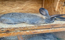 Continental Giant rabbits for sale: Beautiful Continental Giant Male – 1 Year Old  - Advert 5