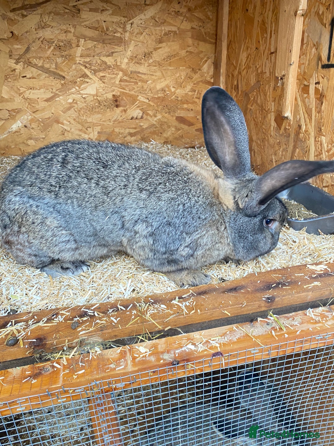 Continental Giant rabbits for sale: Beautiful Continental Giant Male – 1 Year Old  - Advert 5