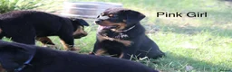 Rottweiler dogs for sale: Nicest home trained rottie pups in Wallasey - Advert 4