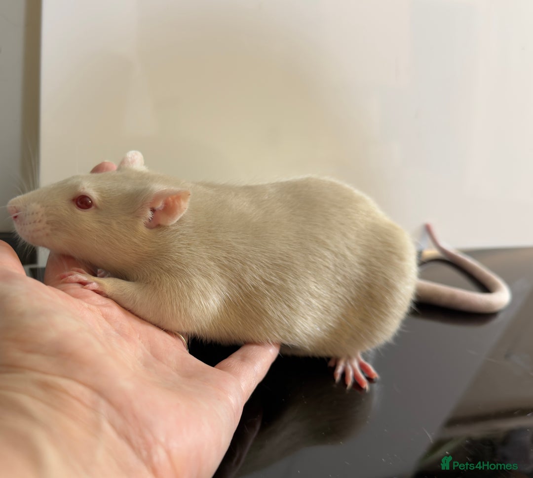 Rat rodents for sale: 2 x young and loving rats + cage + water bottle  - Image 3