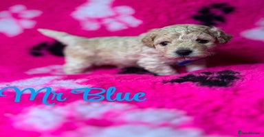 Cavapoo dogs - Advert 7