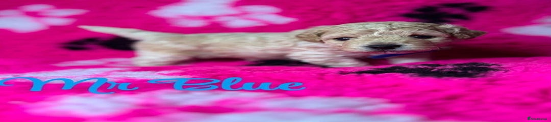 Cavapoo Puppy 4