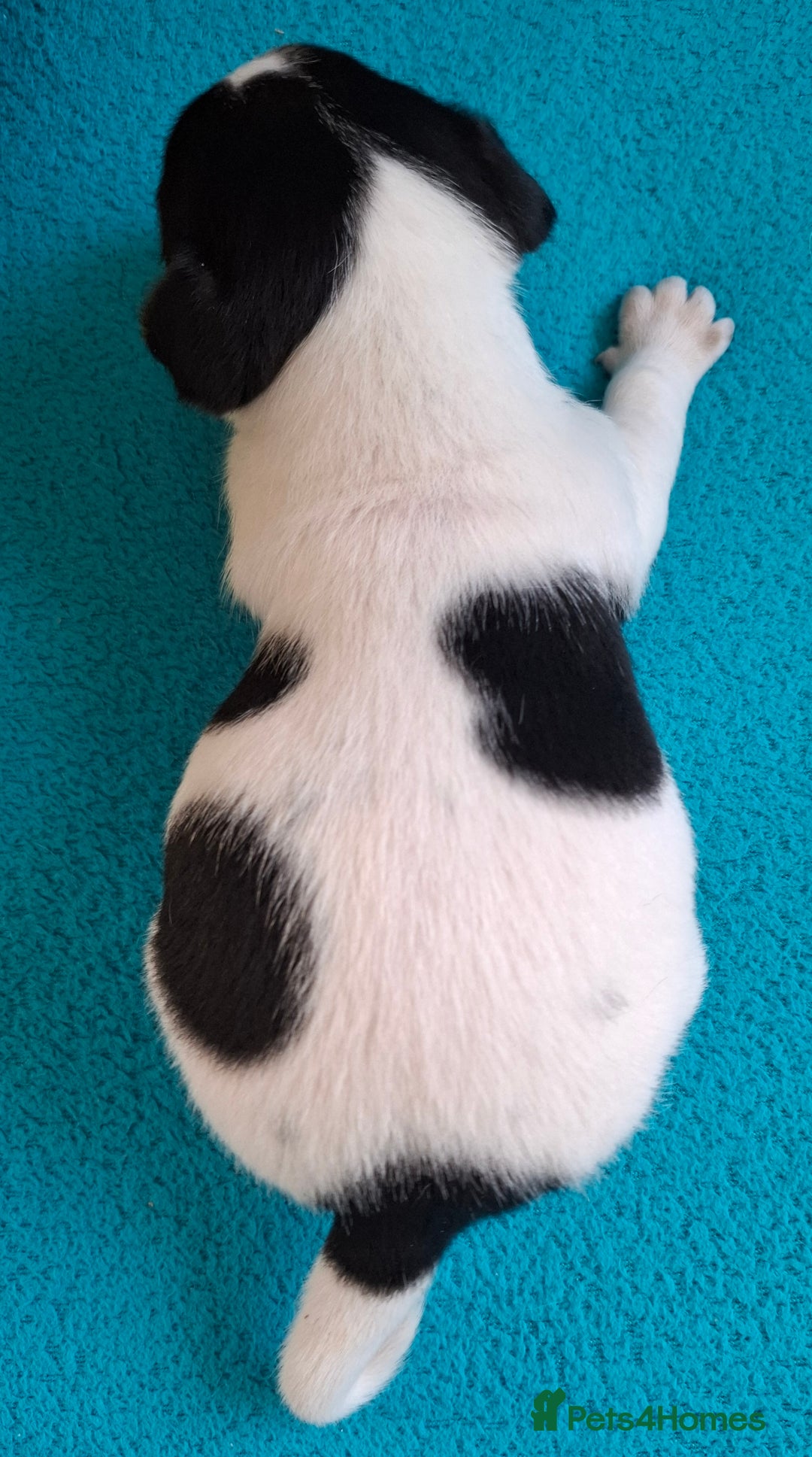Jack Russell dogs for sale: Quality pure bred  Jack Russel babies  - Advert 21