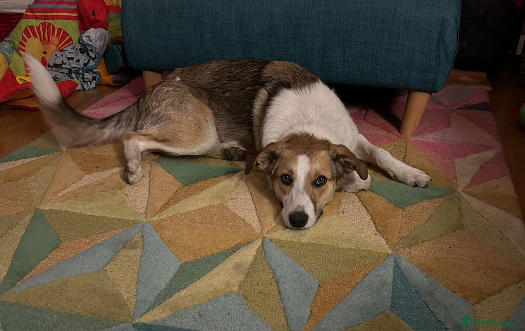 Border Collie dogs for sale: Young border collie - Image 7