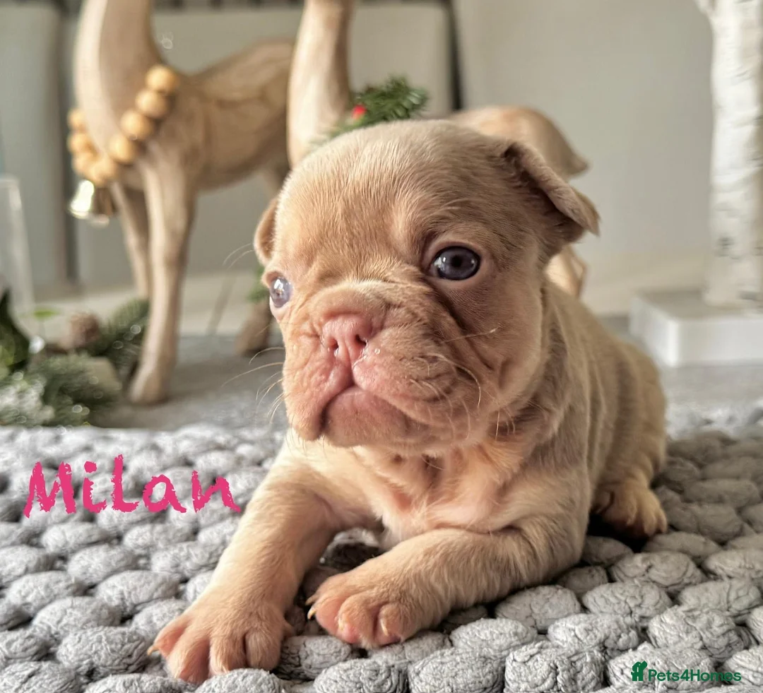 French Bulldog dogs for sale: Kc registered new shade french bulldog puppies  - Advert 14