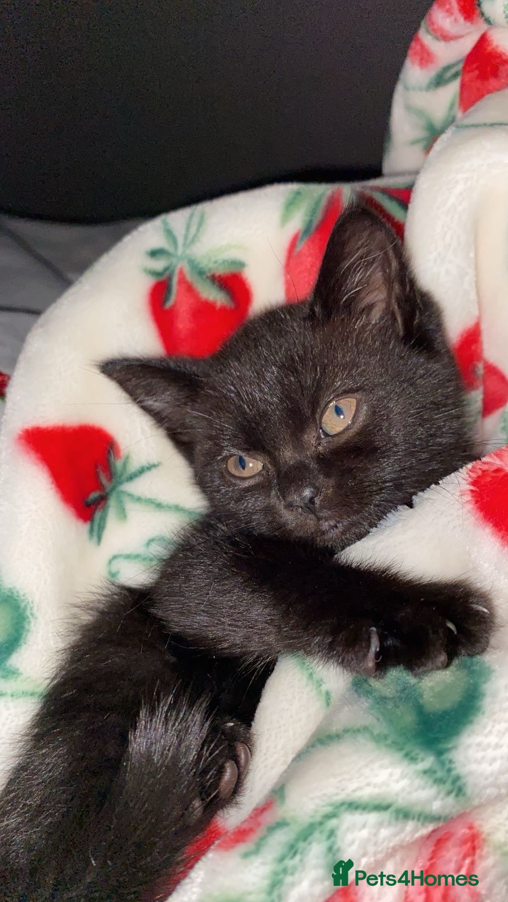 Mixed Breed cats Miss  - Advert 7