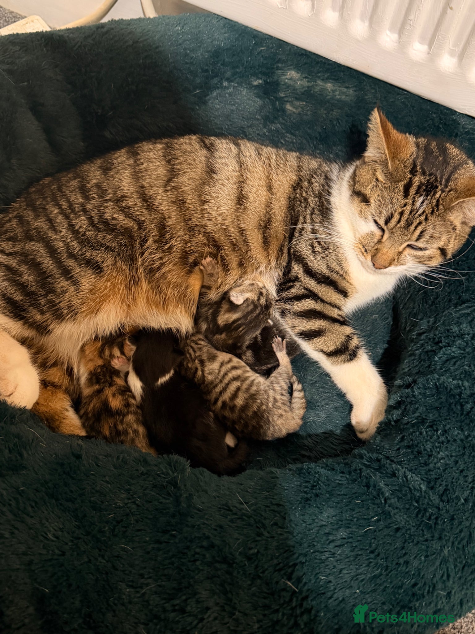 British Shorthair cats for sale: British Shorthair Mix Kittens Girls &Boys  - Advert 1