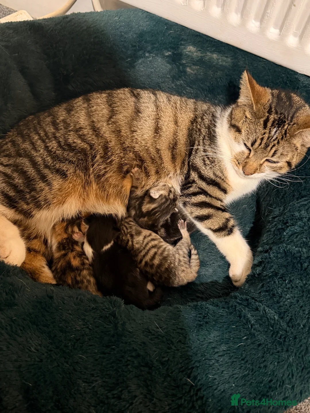 British Shorthair cats for sale: British Shorthair Mix Kittens Girls &Boys  - Advert 1