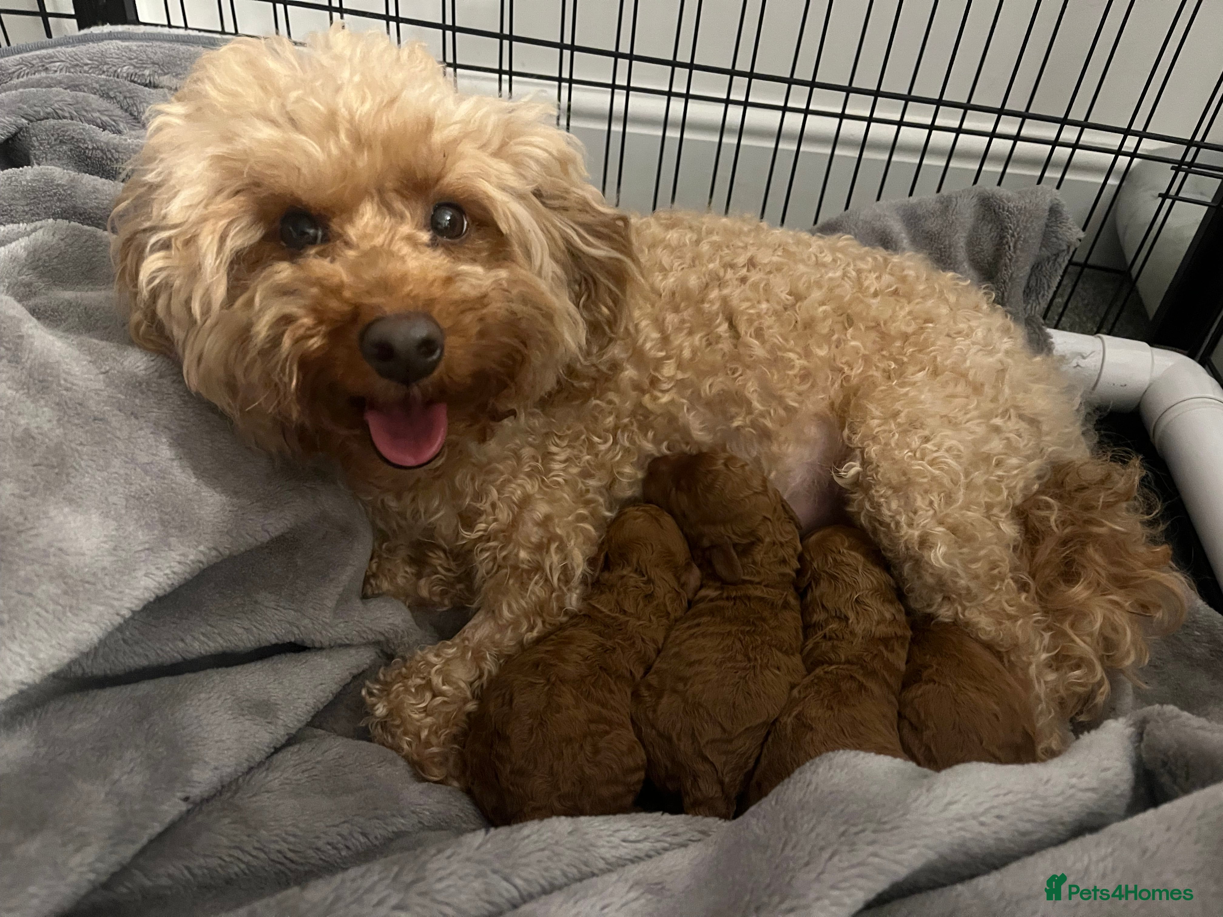 Toy Poodle dogs ***Stunning Fox red Toy Poodle puppies*** - Advert 7