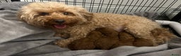 Toy Poodle dogs for sale: ***Stunning Fox red Toy Poodle puppies*** - Advert 1