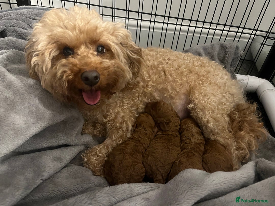 Toy Poodle dogs for sale: ***Stunning Fox red Toy Poodle puppies*** - Advert 1