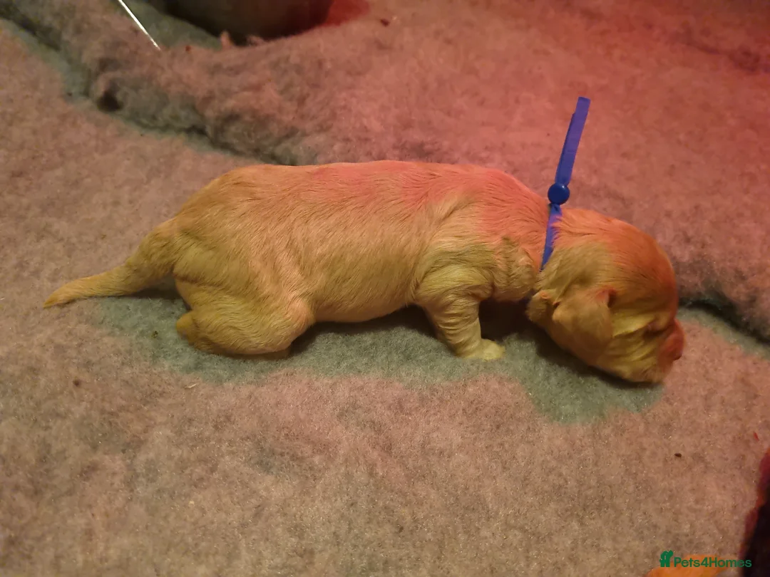 Cockapoo dogs for sale: Cockapoo puppies looking for their forever homes - Advert 12