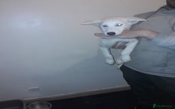 Siberian Husky dogs for sale: Husky Puppies Looking for Their Forever Homes!  - Image 7